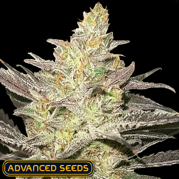 Advanced Seeds Rainbow Sherbet #11